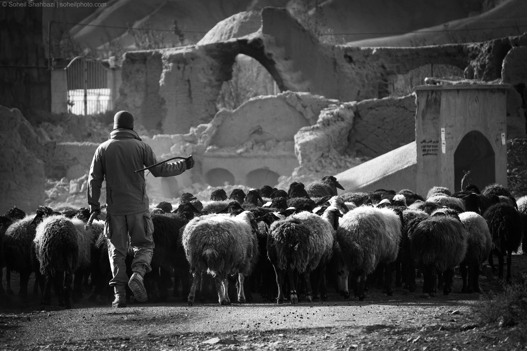 A shepherd herding sheep, photographed by Soheil Shahbazi.