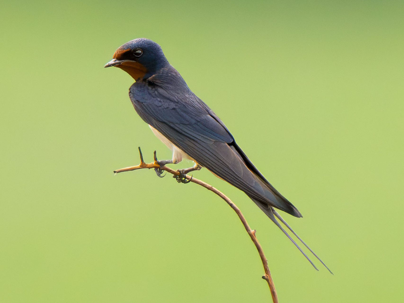 Barn swallow