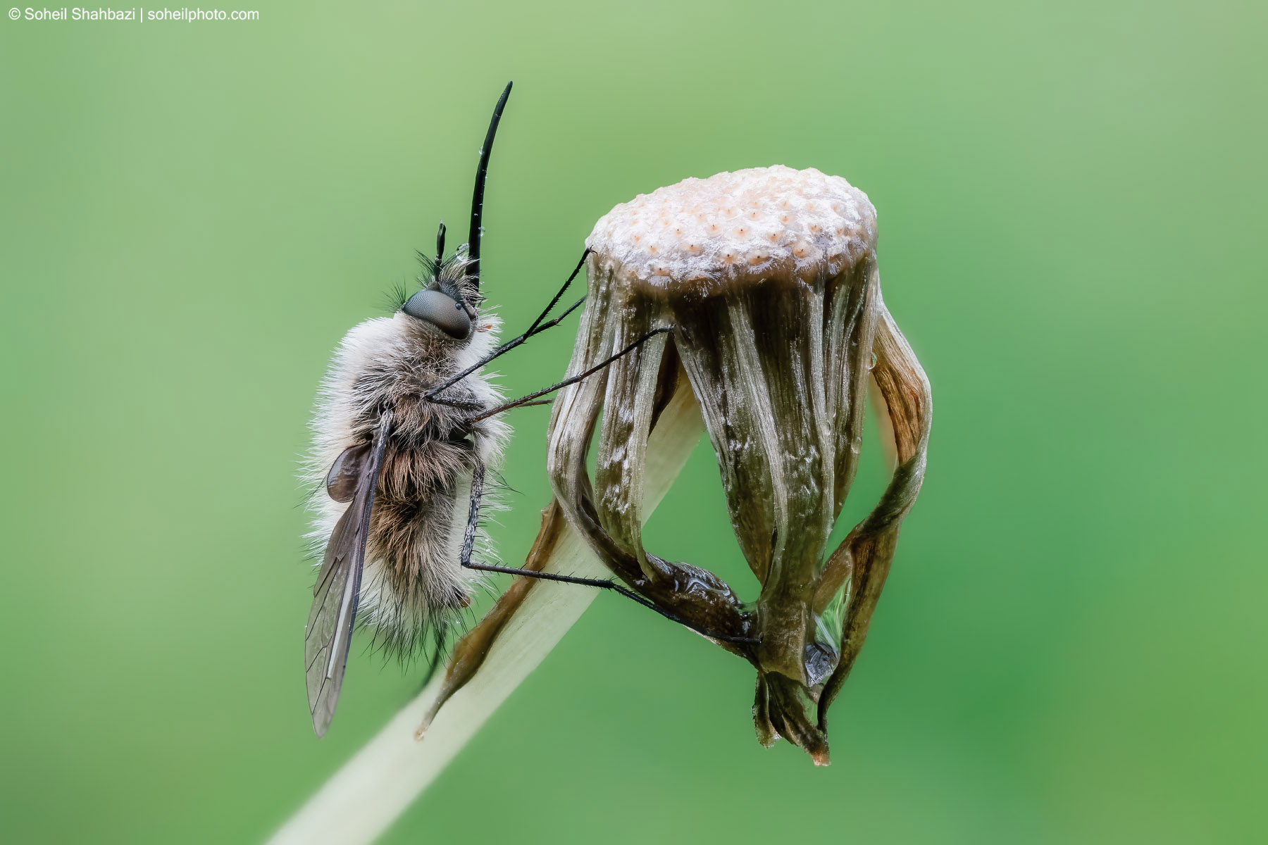 Bee fly