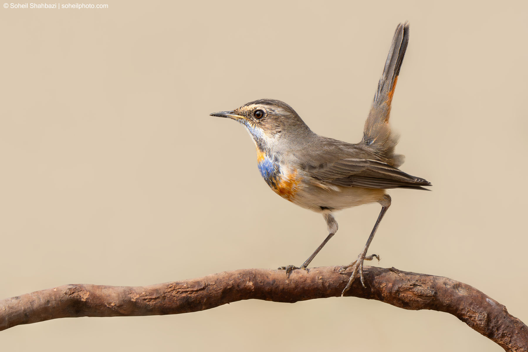 Bluethroat