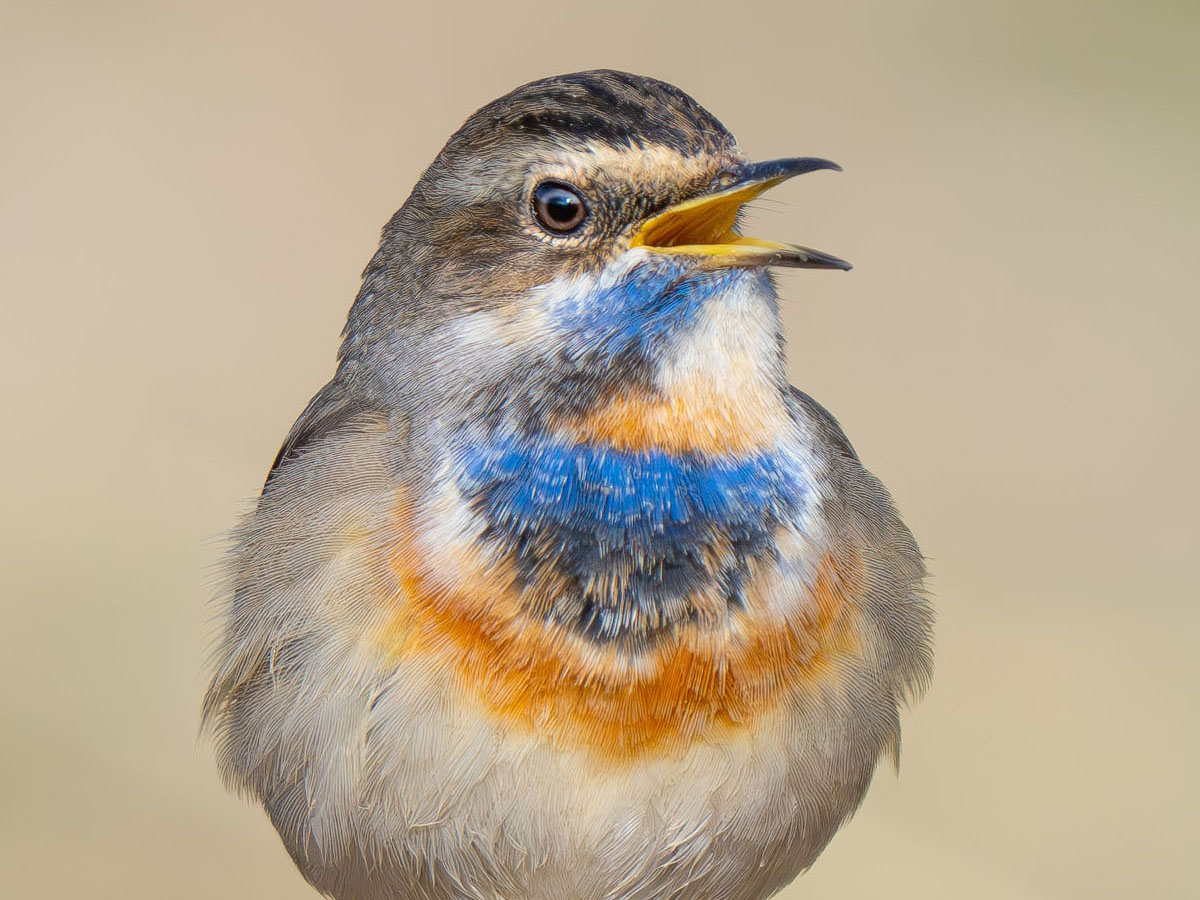 Bluethroat
