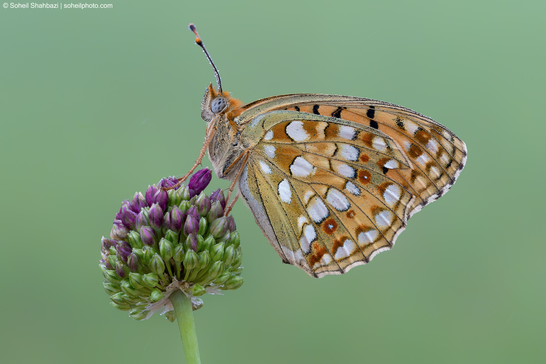 Butterfly Fritillary