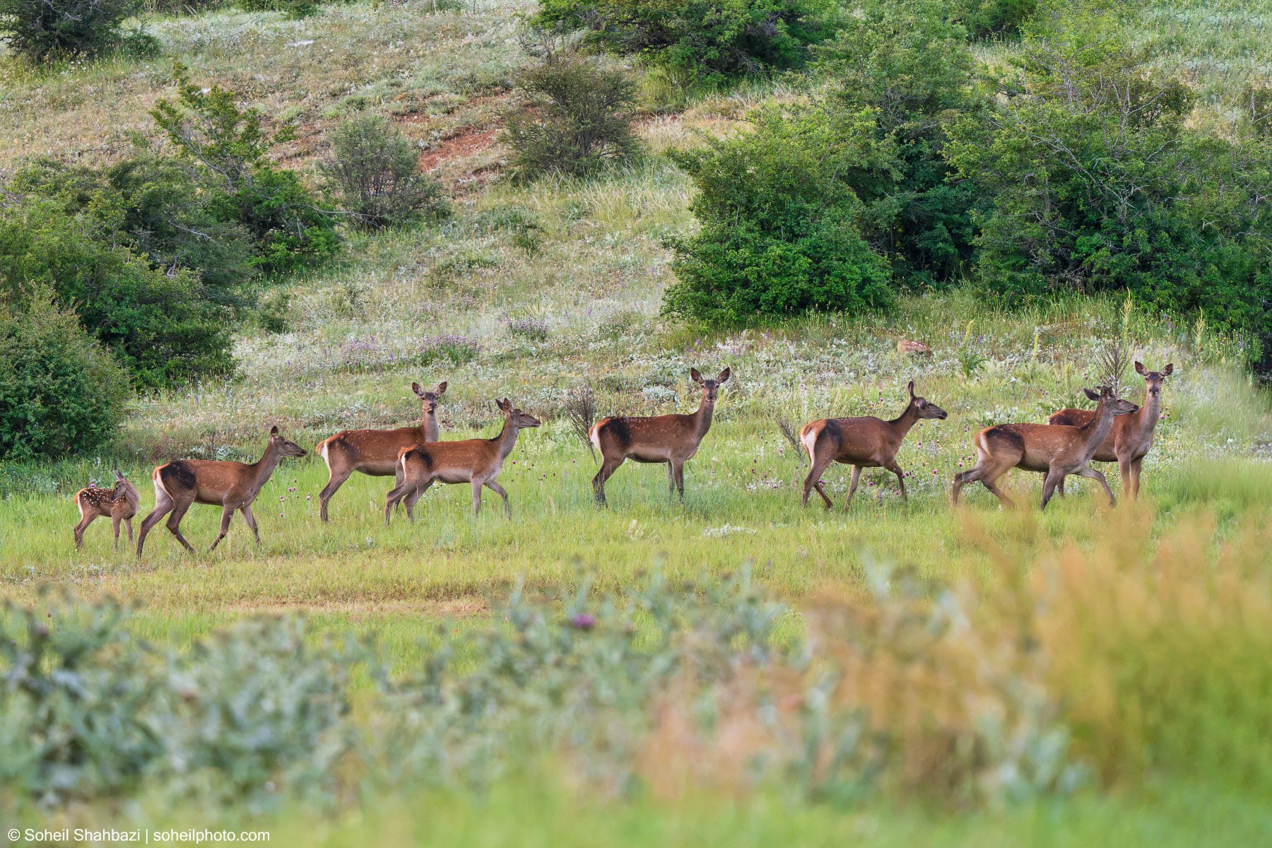 Caspian red deer