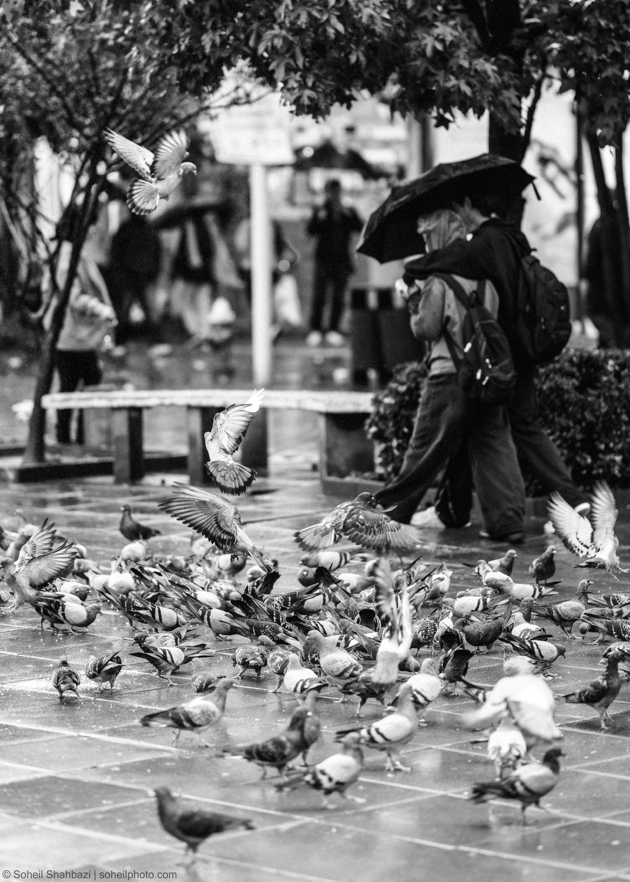 Black and white street photography of a flock of pigeons on a wet city pavement with some flying, while a couple walks under an umbrella in the blurred background, photographed by Soheil Shahbazi