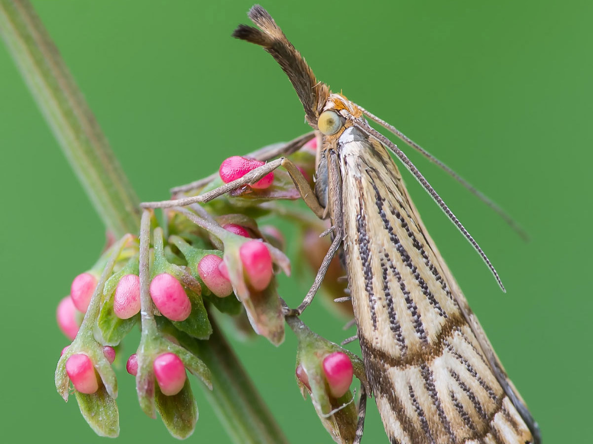 Chrysocrambus cassentiniellus