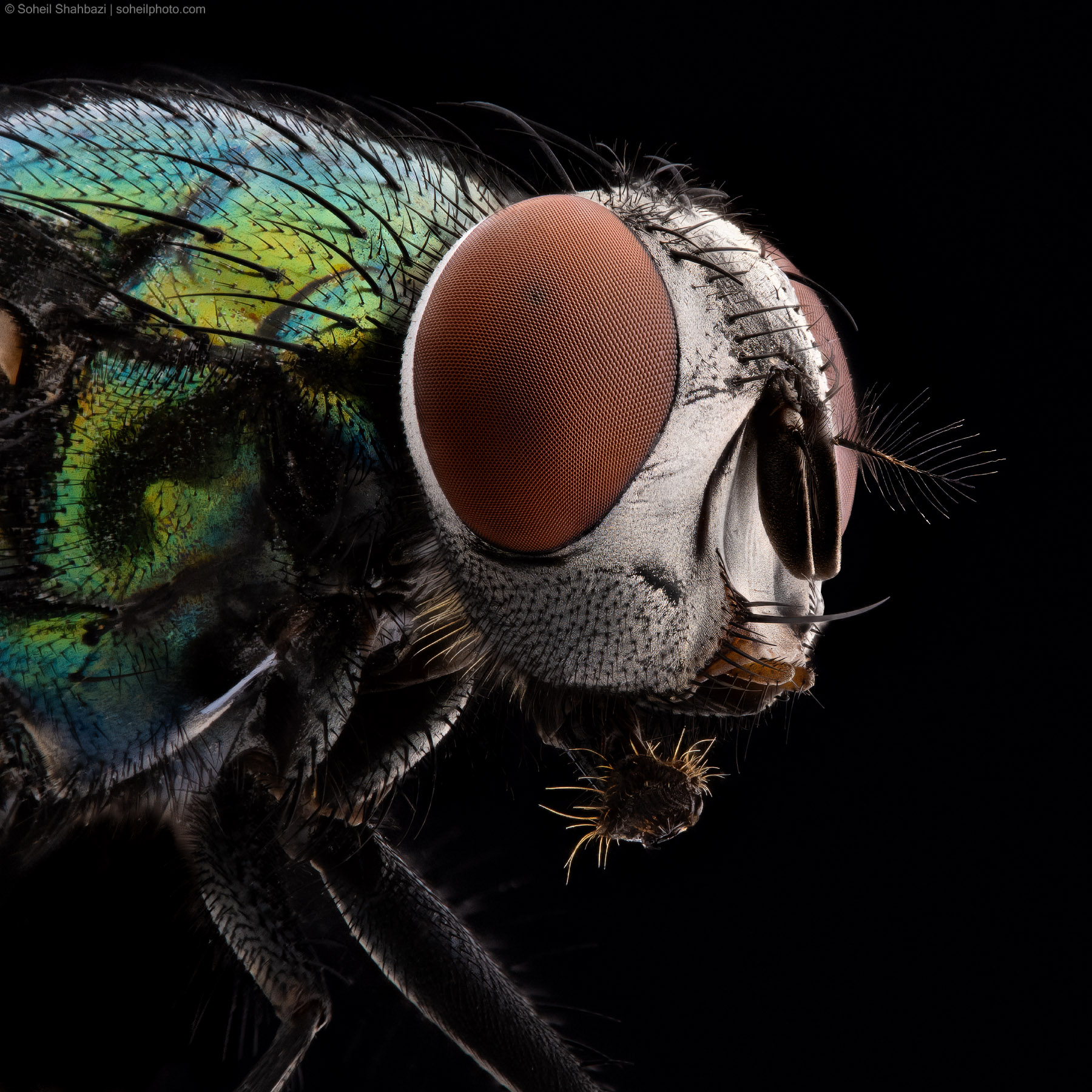 Common green bottle fly