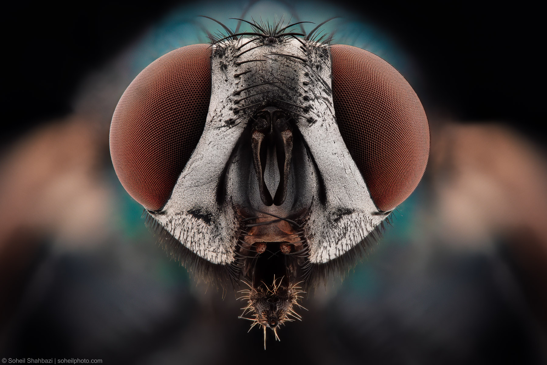 Common green bottle fly