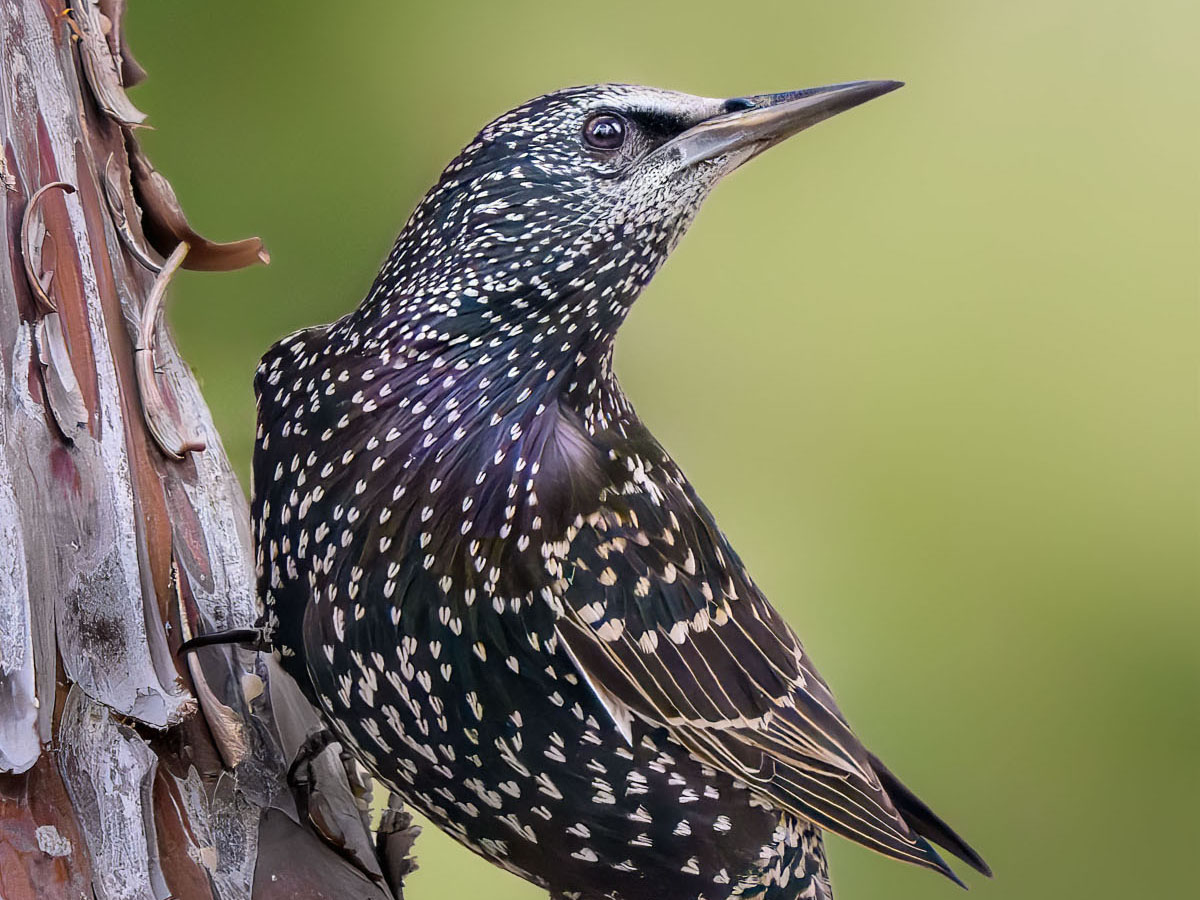 Common starling