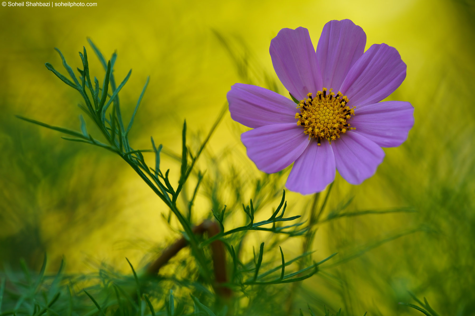 Coreopsis nudata