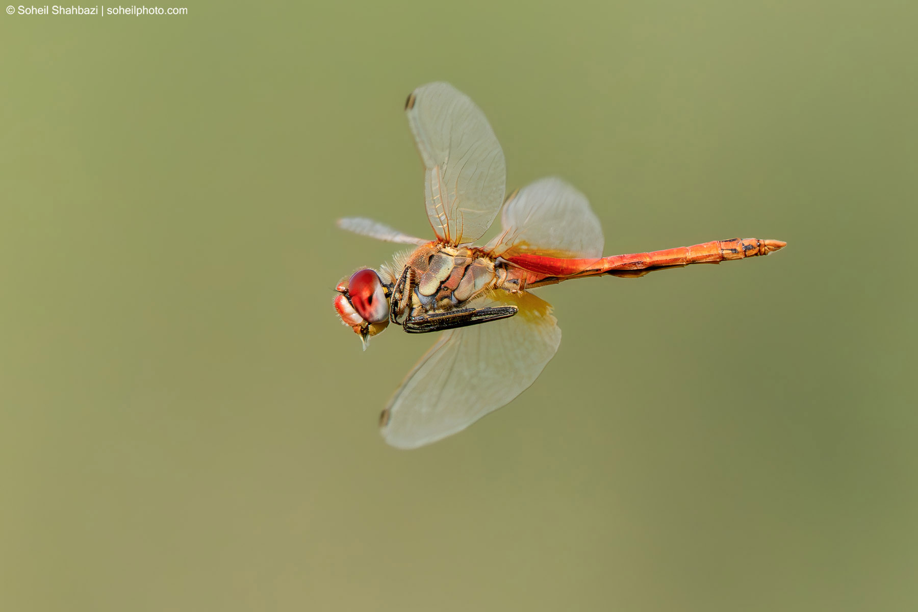 Dragonfly Flight