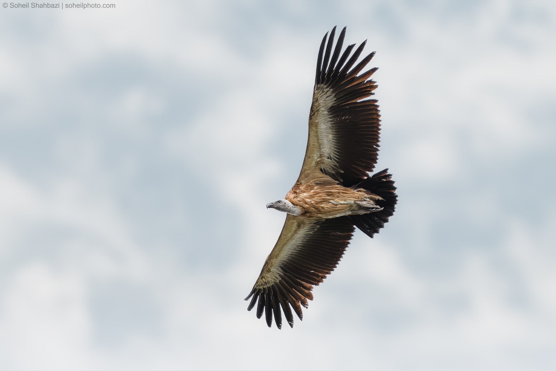 Eurasian griffon vulture
