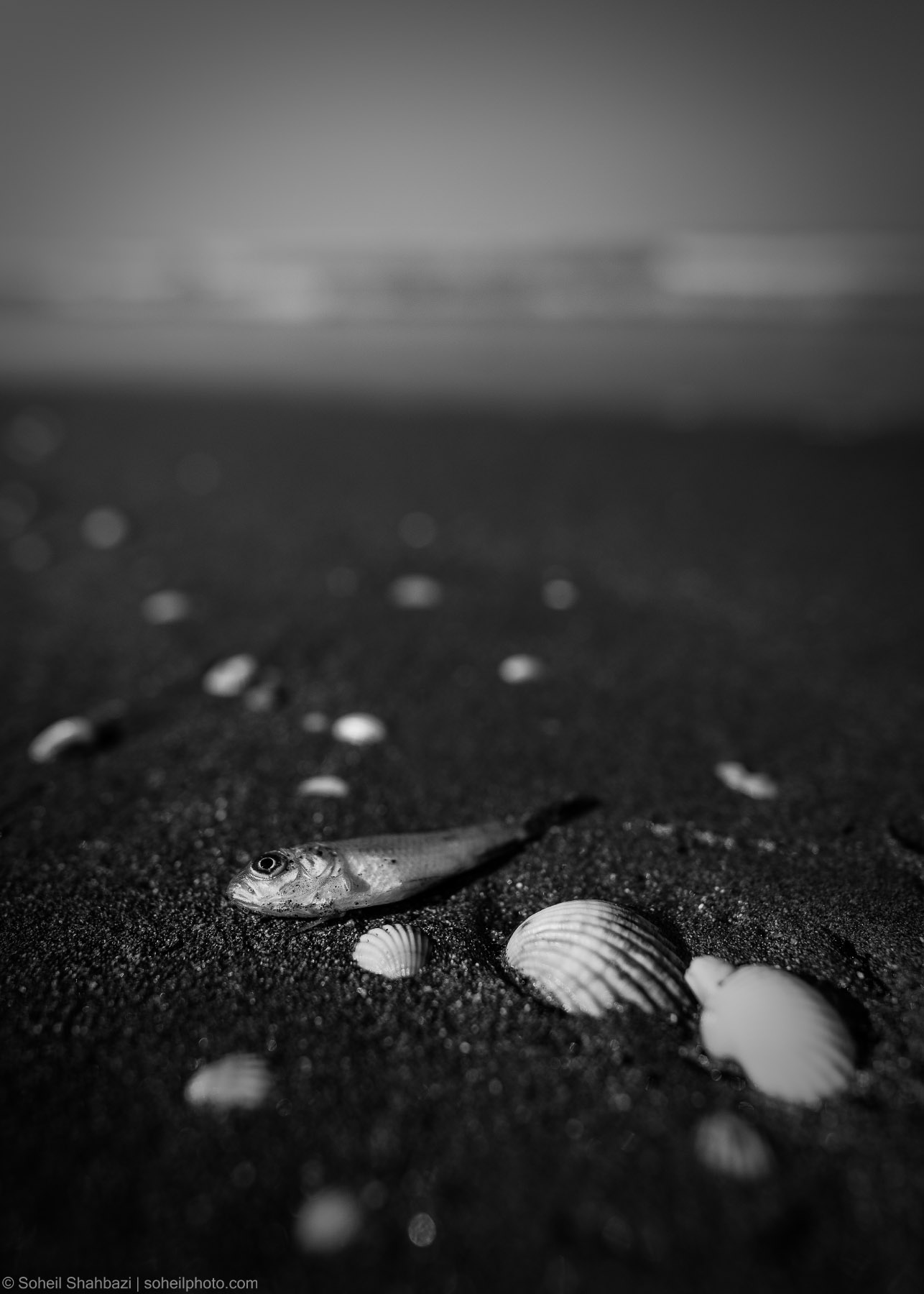 A close-up black and white shot of a small fish lying on dark beach sand among scattered seashells, with a soft blurred ocean background. Photographed by Soheil Shahbazi