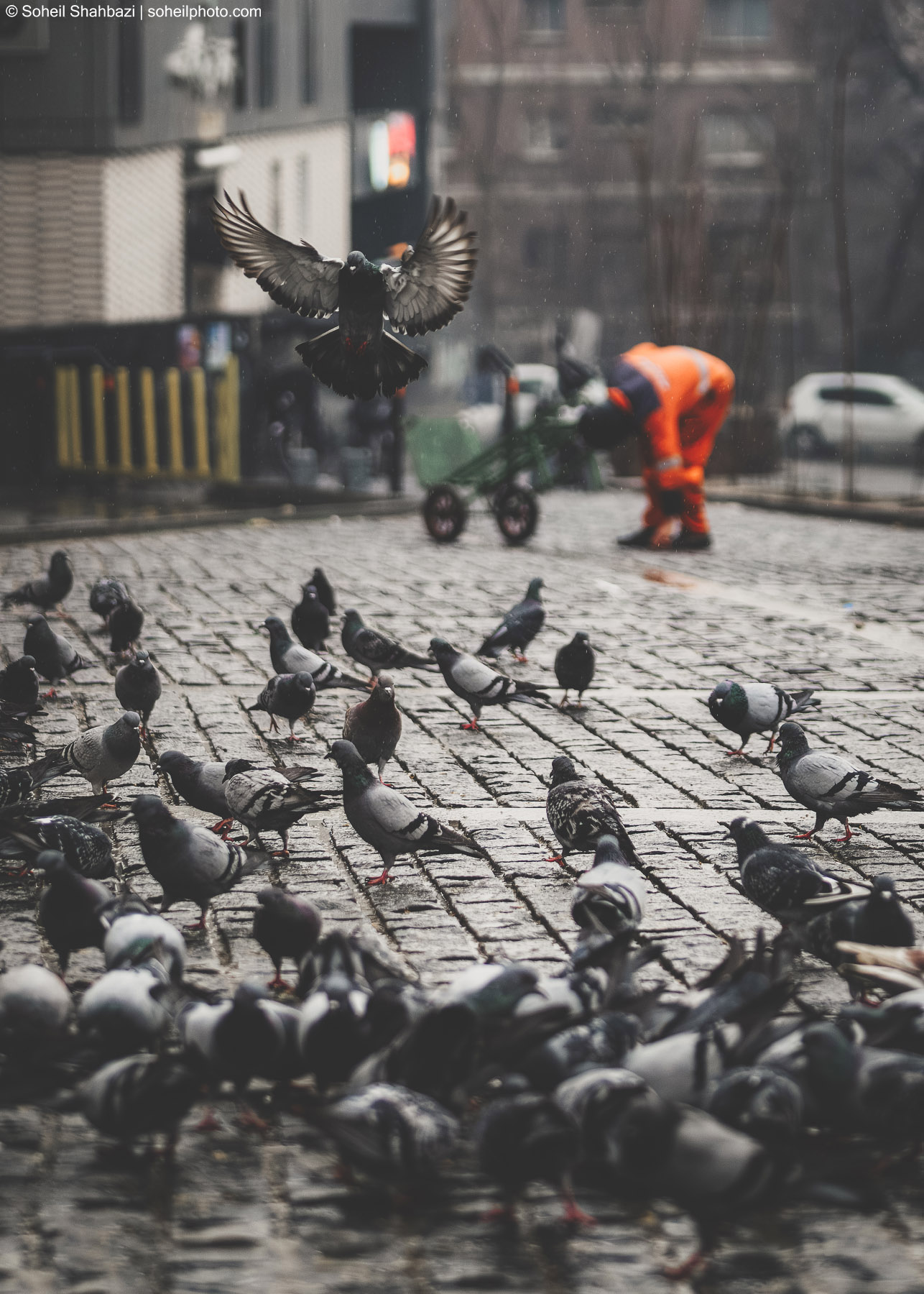 A street photography shot of a pigeon in mid-flight with wings spread, soaring over a large flock of pigeons on a cobblestone street, with a worker in an orange safety vest in the blurred background. Photographed by Soheil Shahbazi