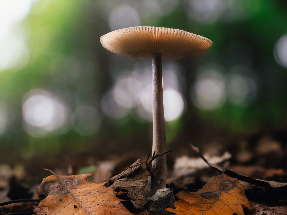 Forest Microcosm