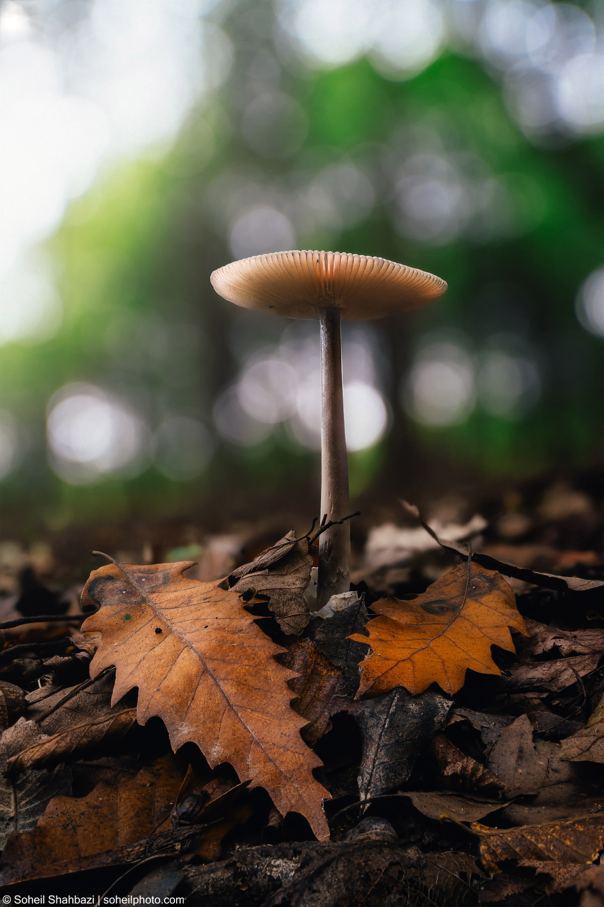 Wild mushroom growing among fallen autumn leaves on a forest floor.