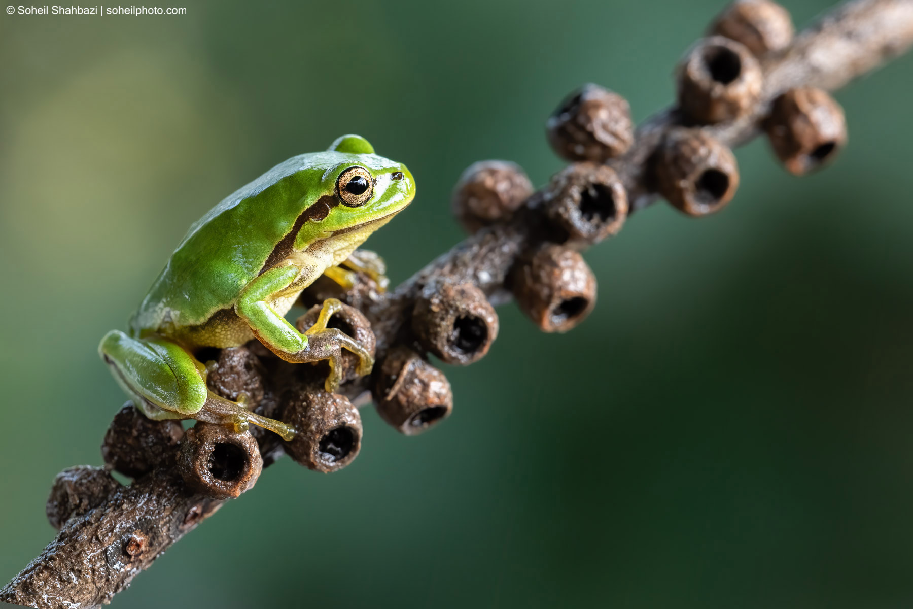 Hyla orientalis