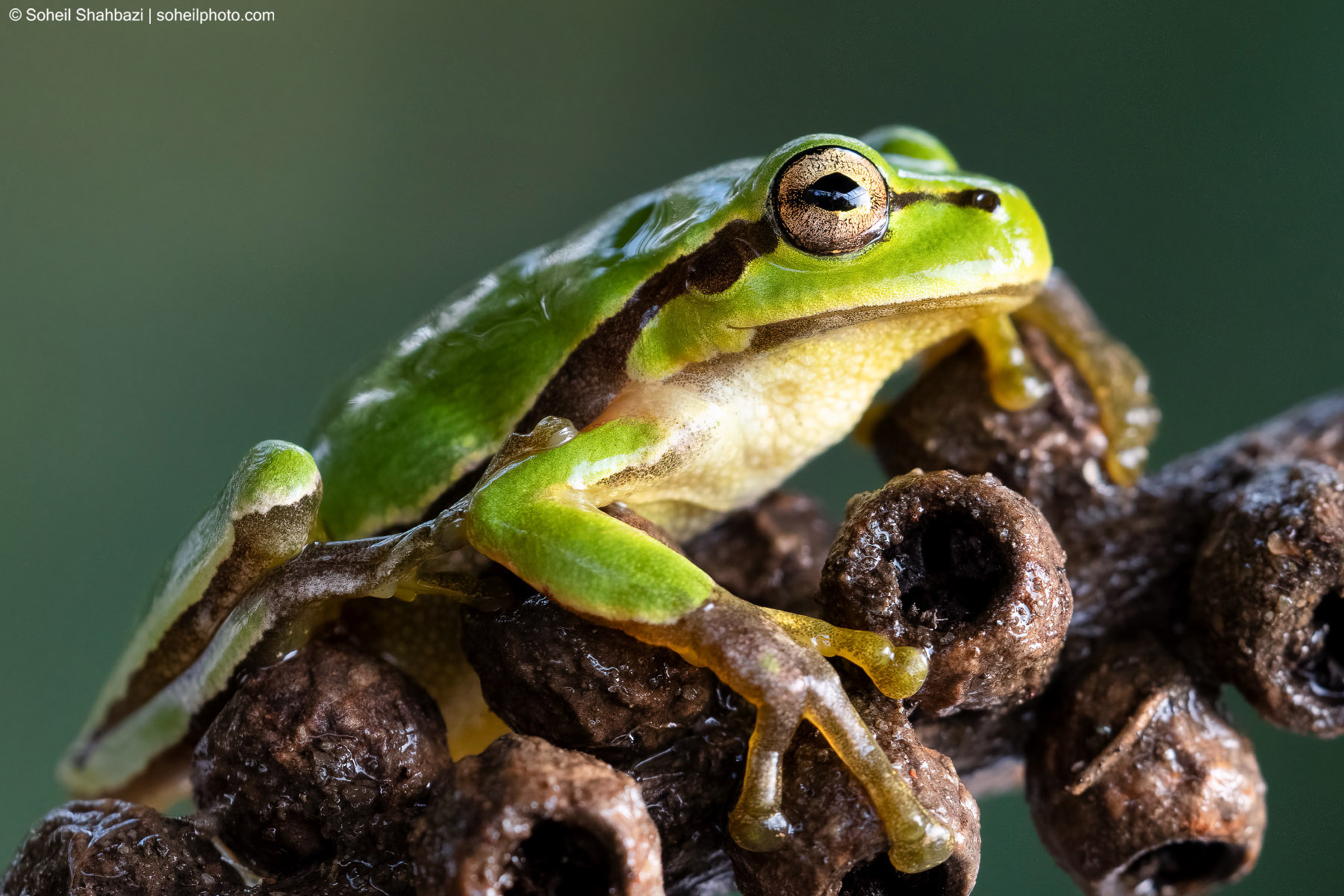Hyla orientalis