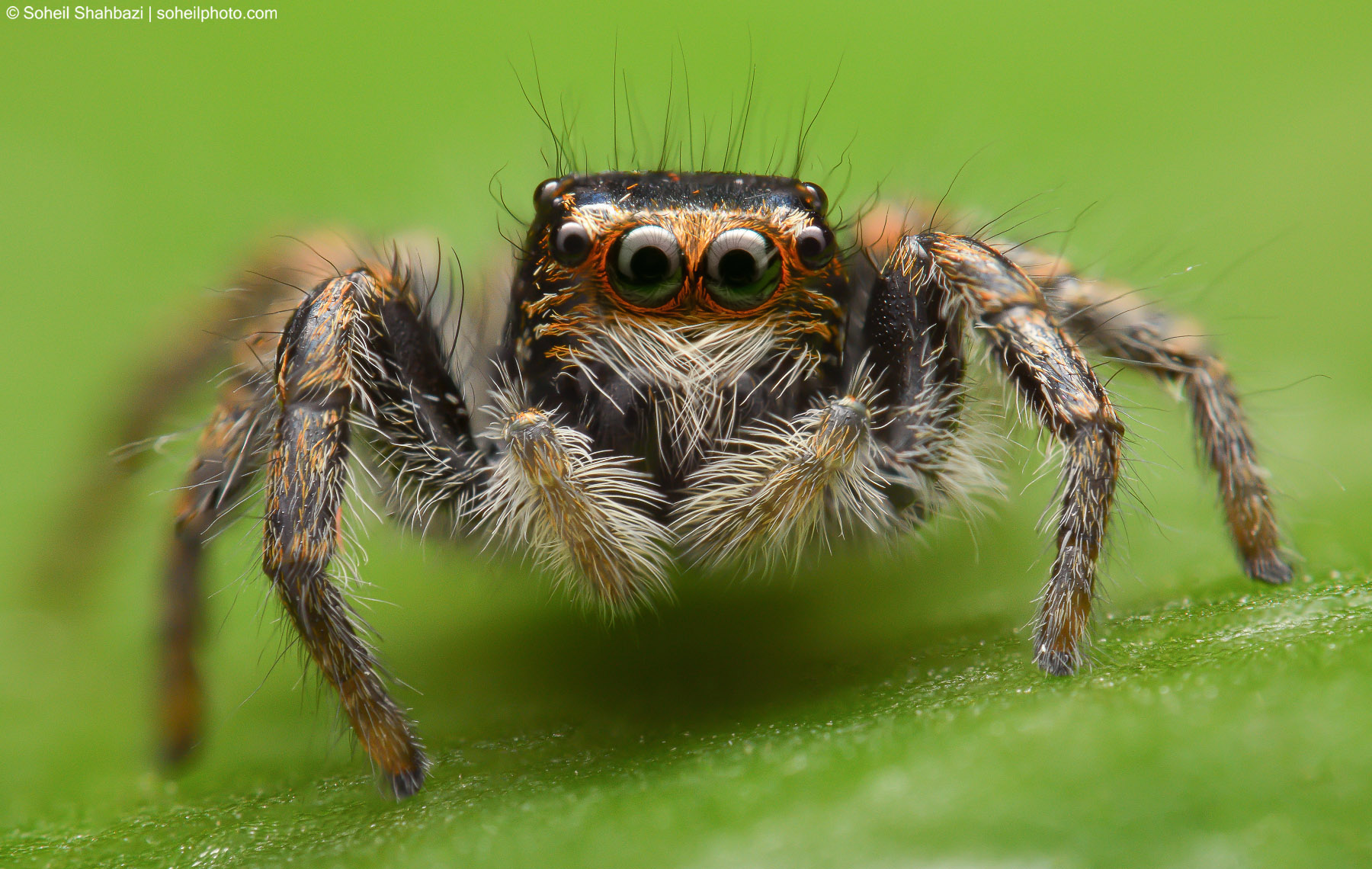 Jumping Spider