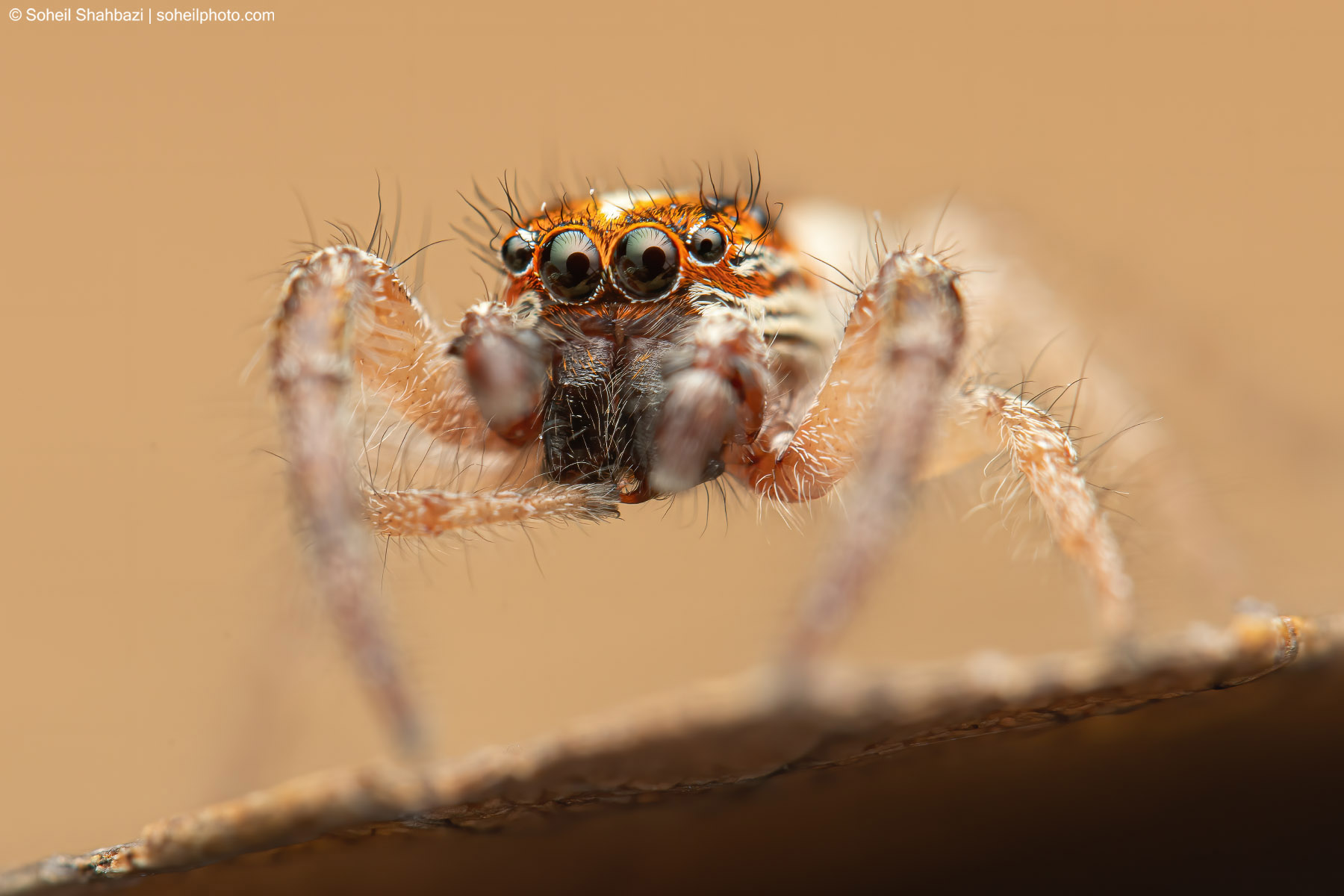 Jumping Spider