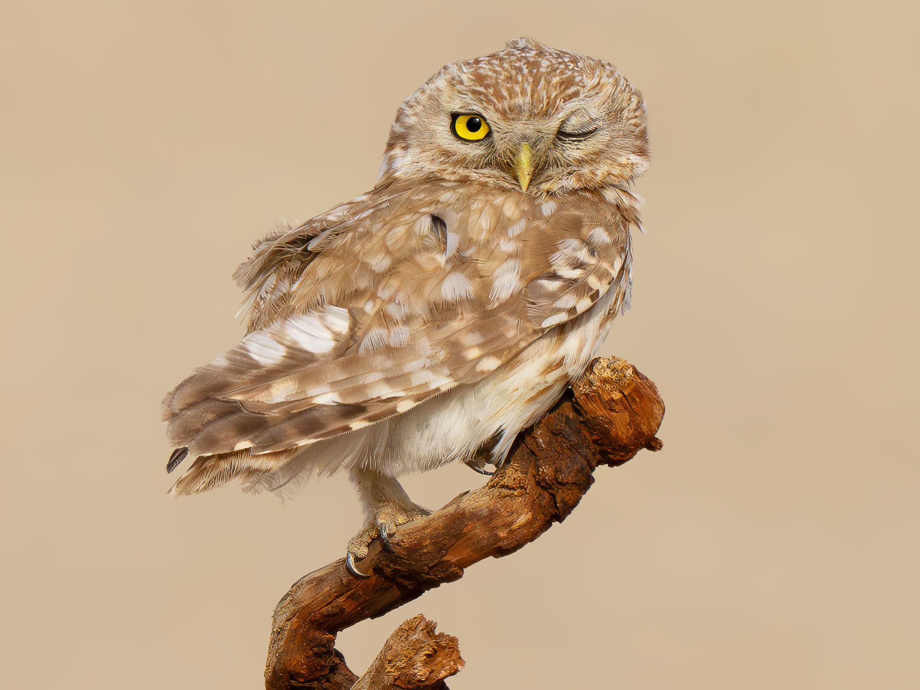 Little Owl