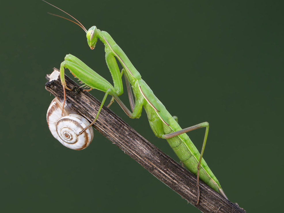 Mantis
