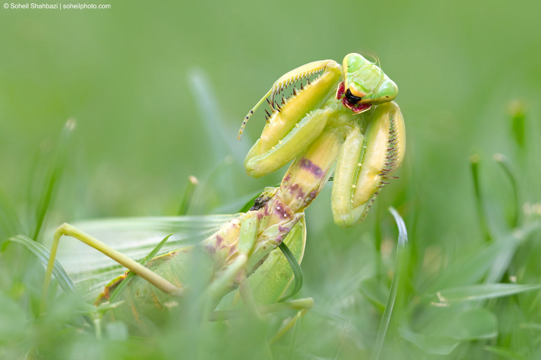 Mantis