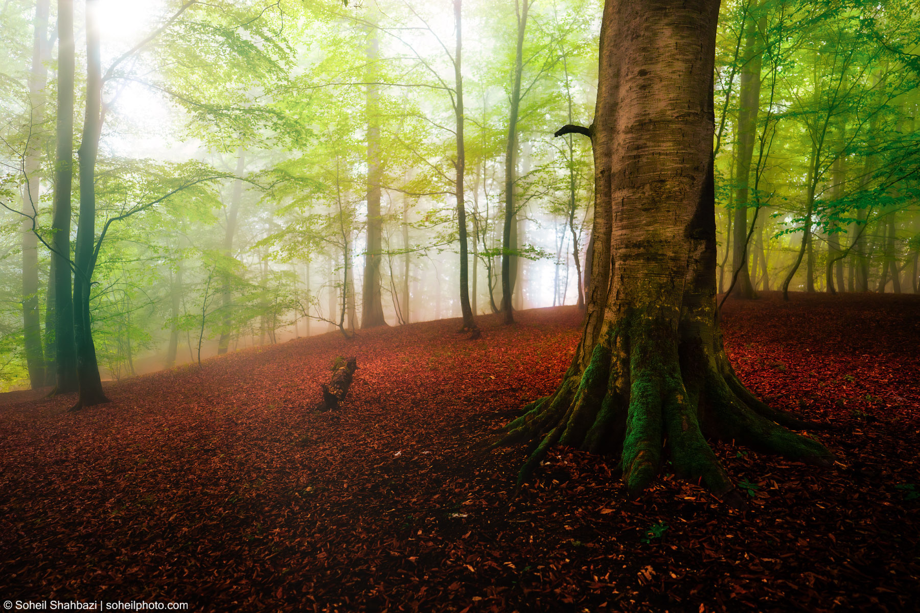 Mystic Forest