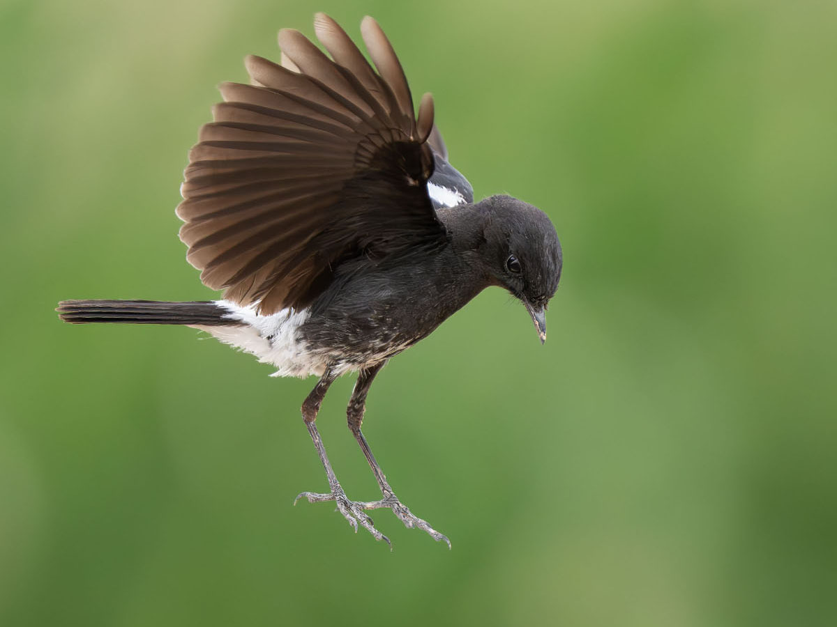 Pied bush chat
