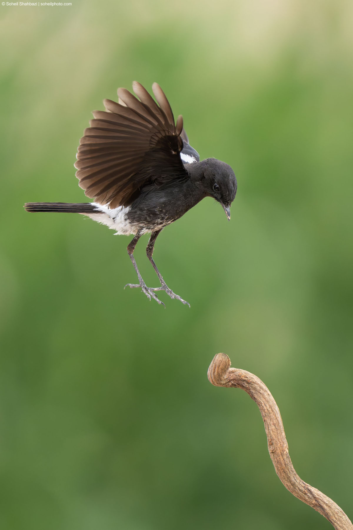 Action shot of a Pied Bush Chat in mid-air with wings spread, preparing to land on a curved dry branch against a soft green background - Photographed by Soheil Shahbazi