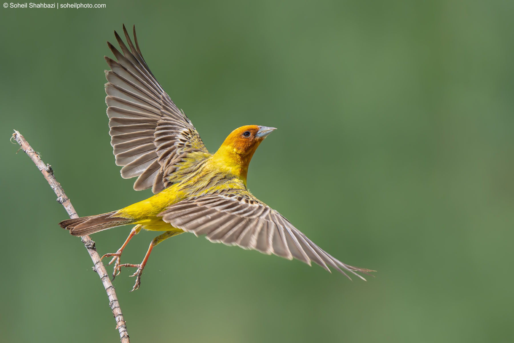 Red headed bunting