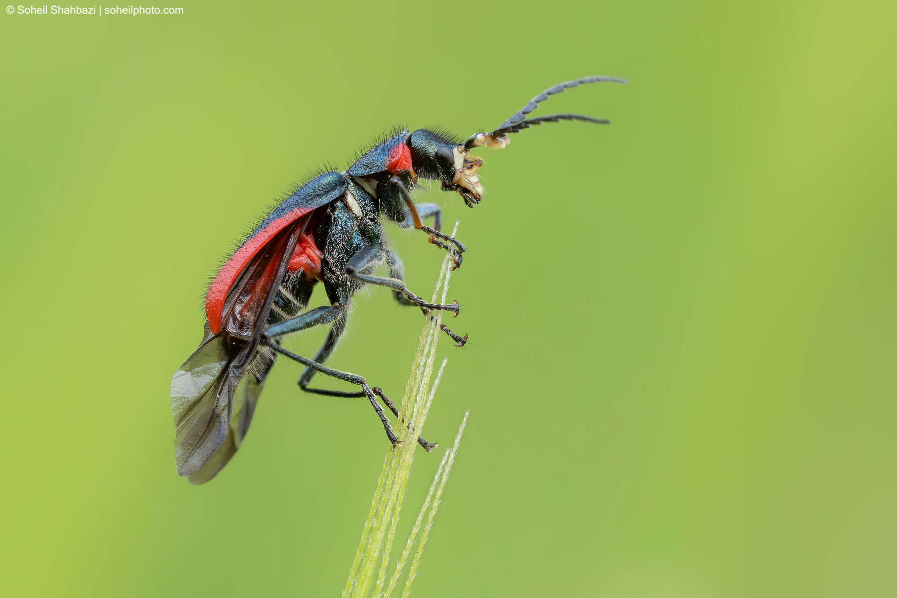 Scarlet Malachite Beetle