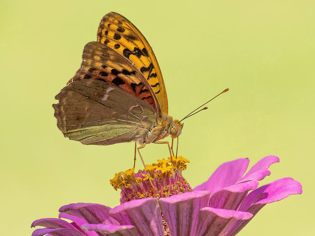 Silver washed fritilla
