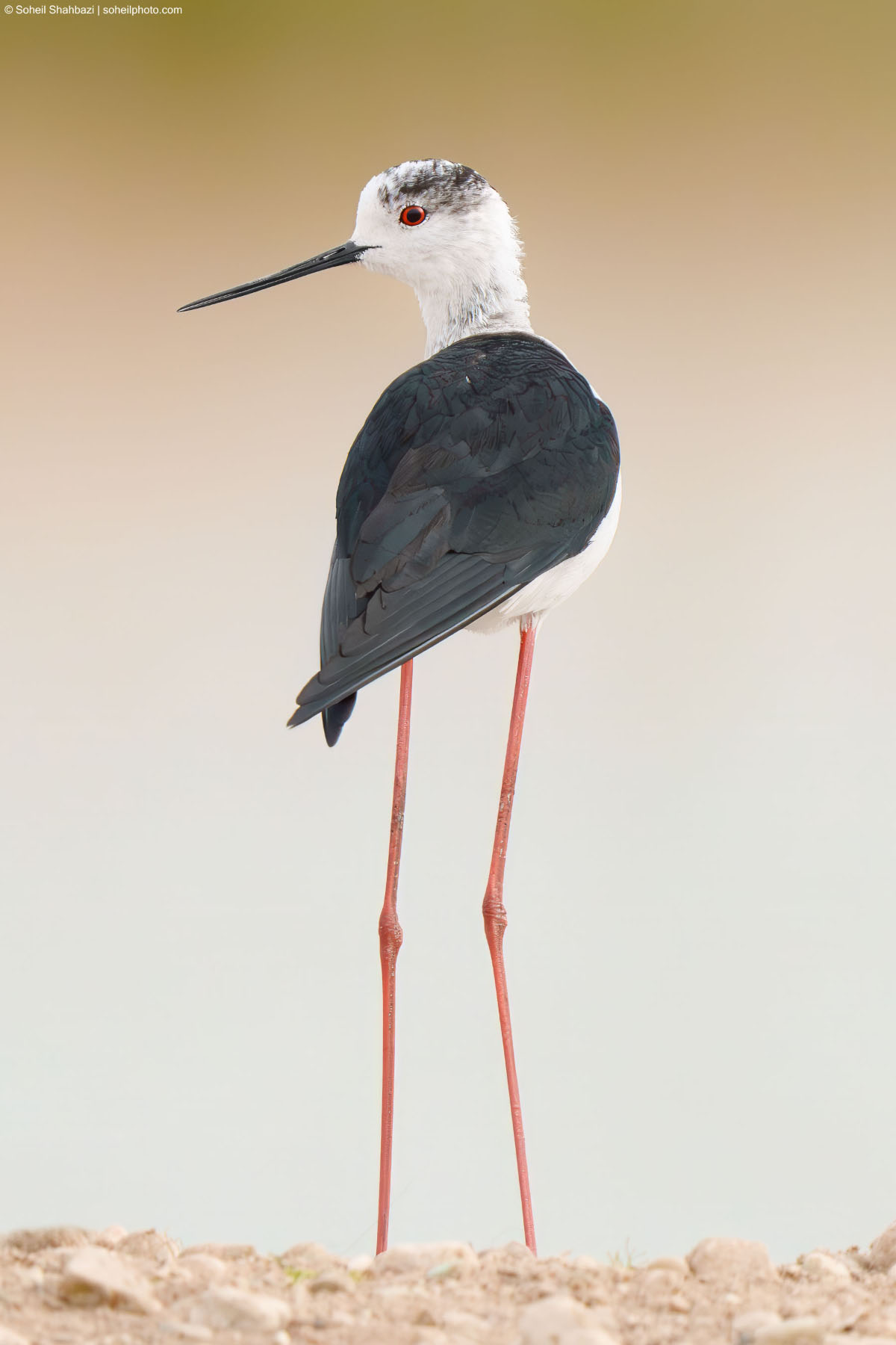 Close-up portrait of a Black-winged Stilt with long pink legs and a sharp beak, standing against a soft, blurred neutral background - Photographed by Soheil Shahbazi