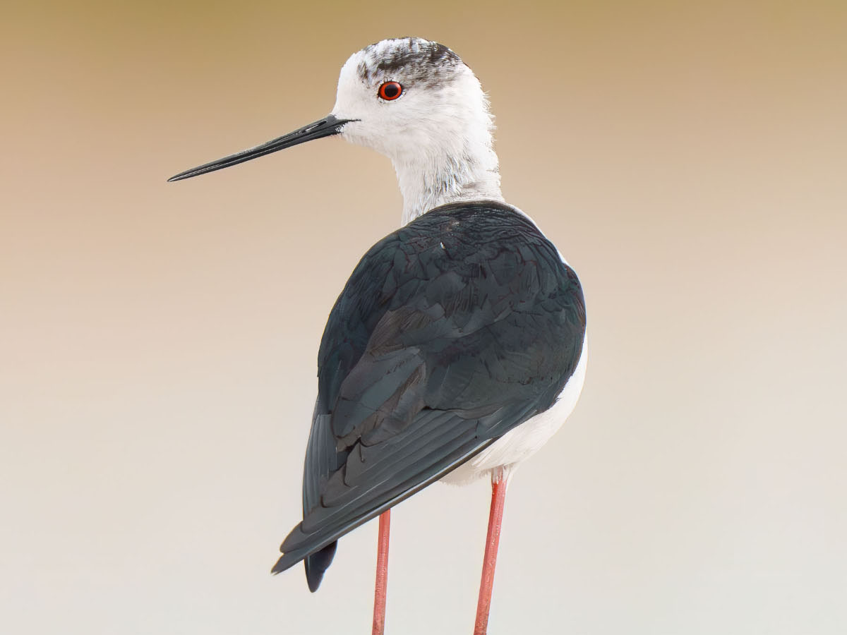 Stilt
