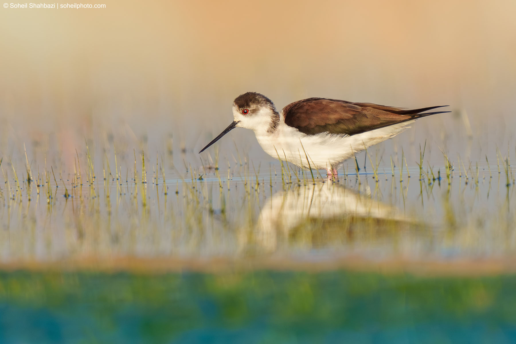 Stilt