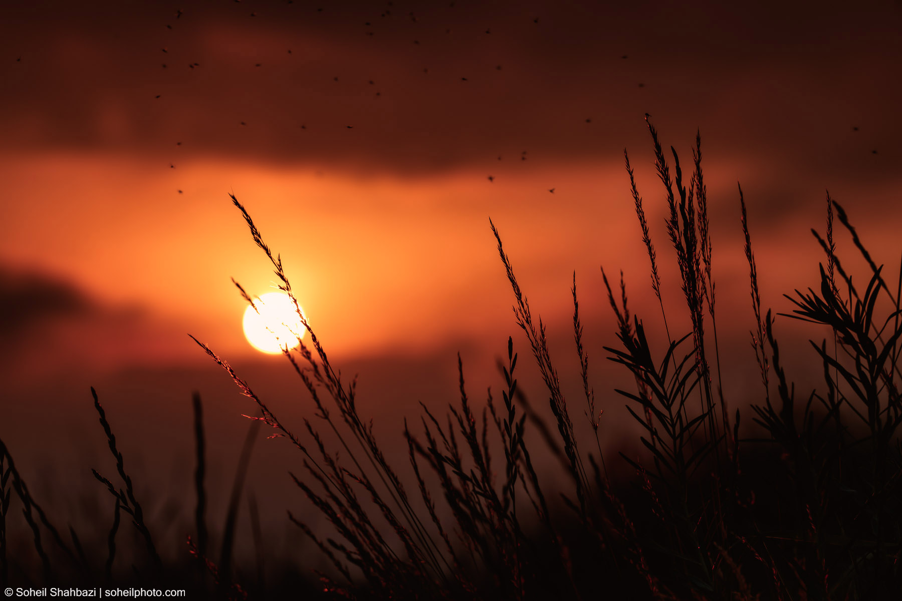 Nature photography of a sunset through wild grass silhouettes under a dramatic orange sky
