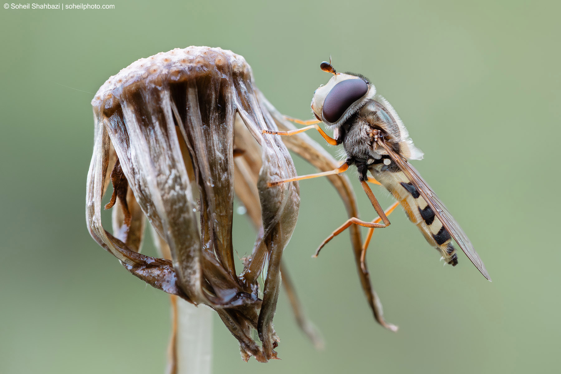 Syrphidae