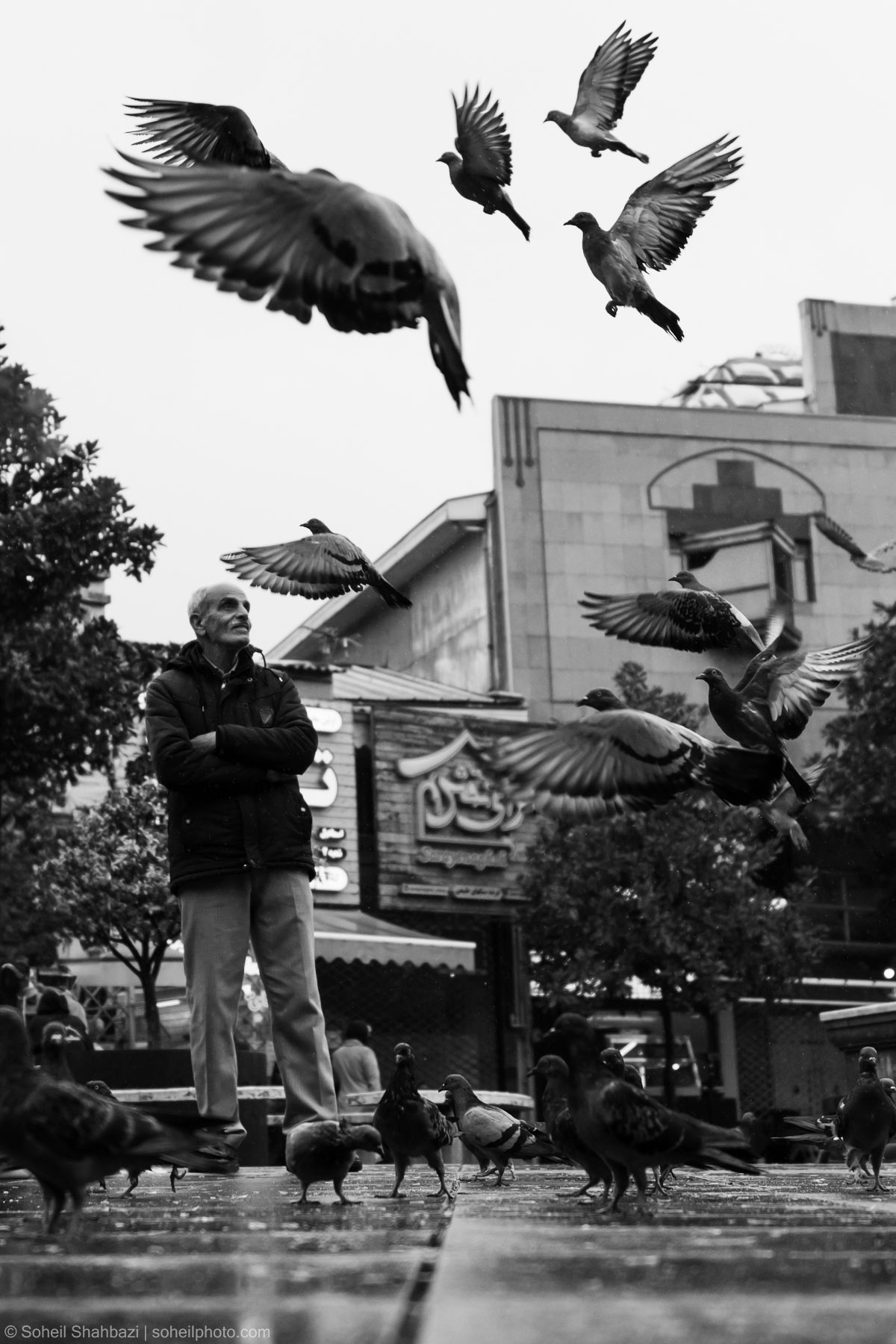 Alt text: A black and white candid shot of an elderly man standing with crossed arms in a city square, gazing upwards at a flock of pigeons flying around him, photographed by Soheil Shahbazi