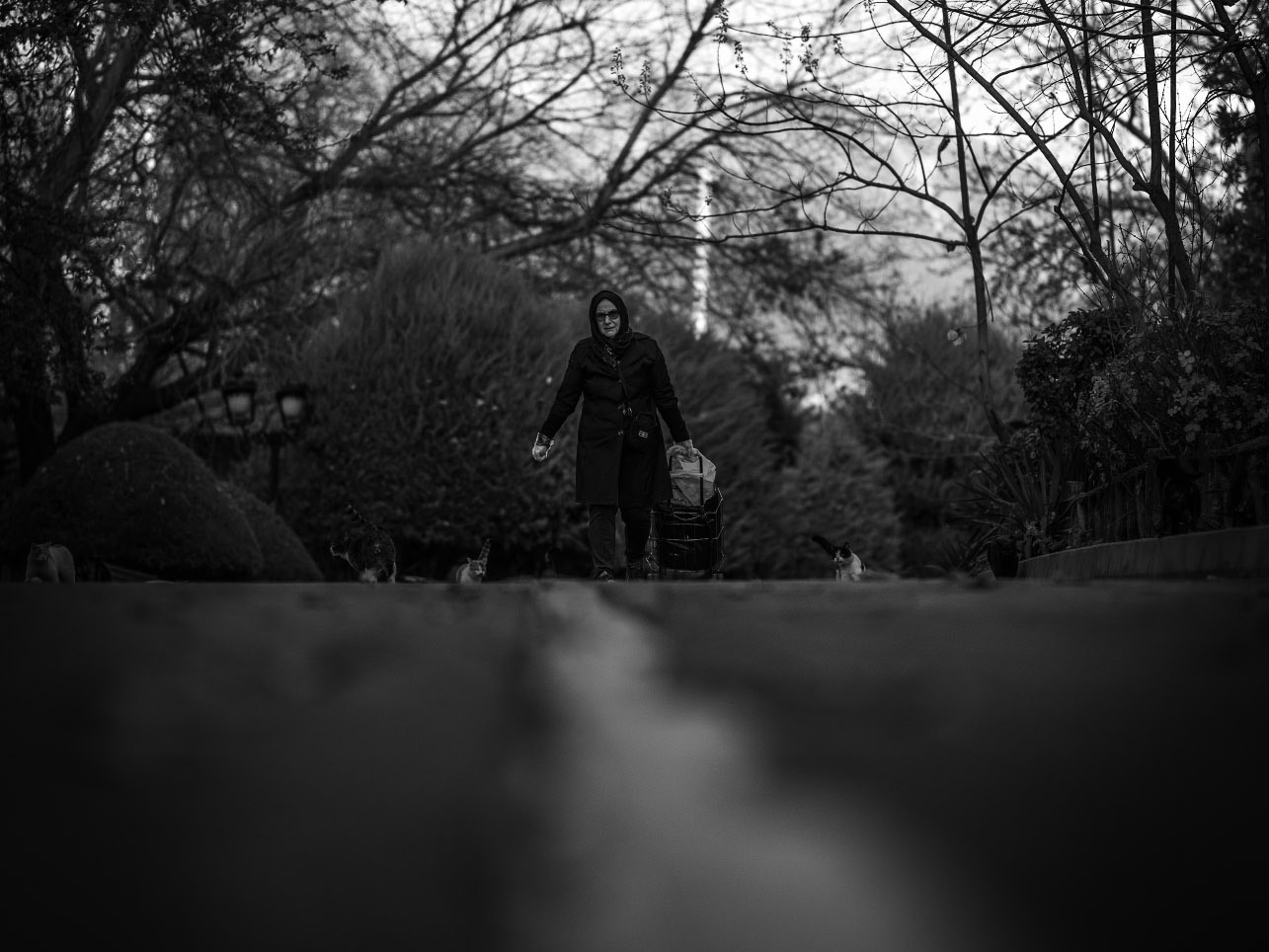 The Sole Wanderer