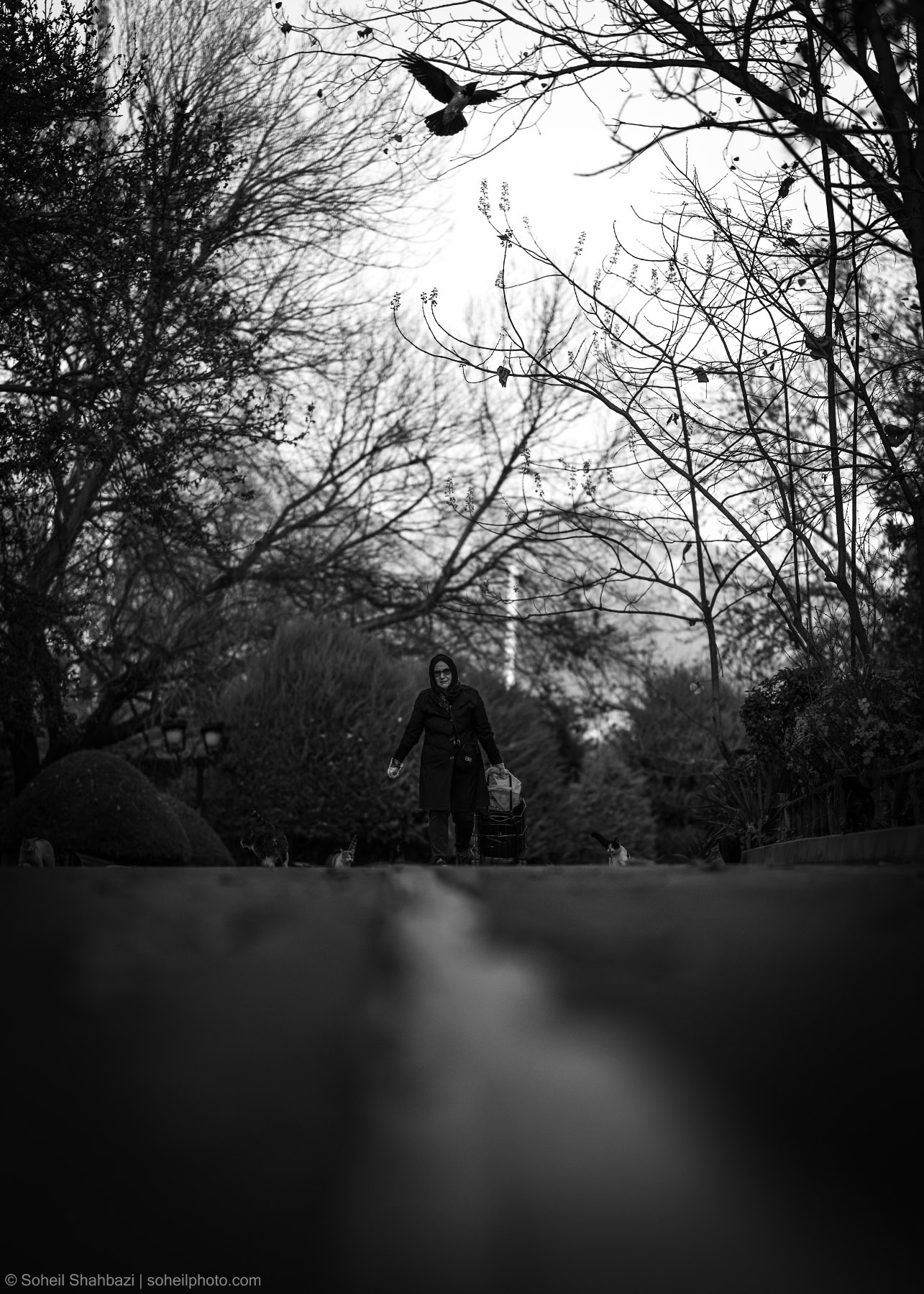 Black and white artistic shot of a woman walking through a park with leafless winter trees, featuring a bird in flight above and a dramatic blurred foreground, photographed by Soheil Shahbazi