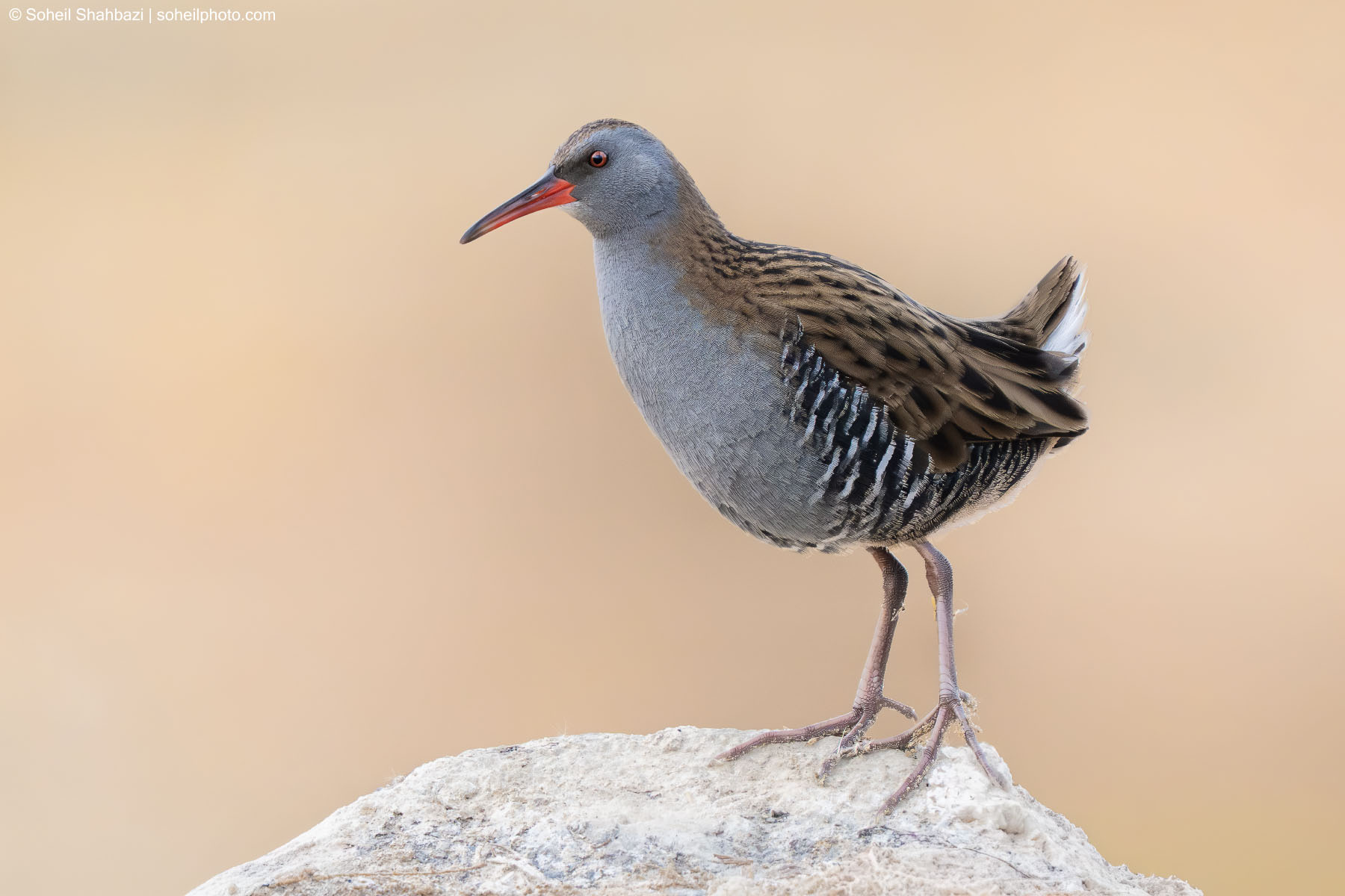 Water rail