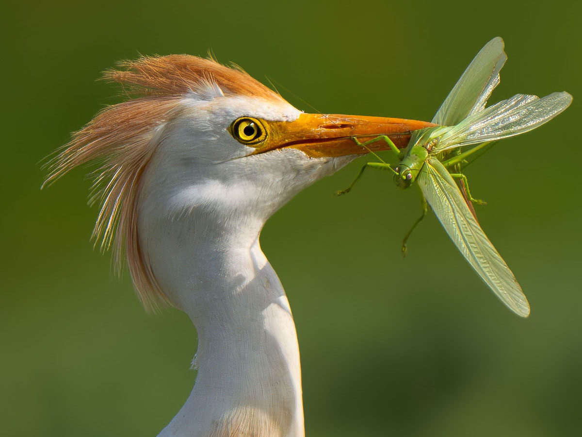 Western cattle egret