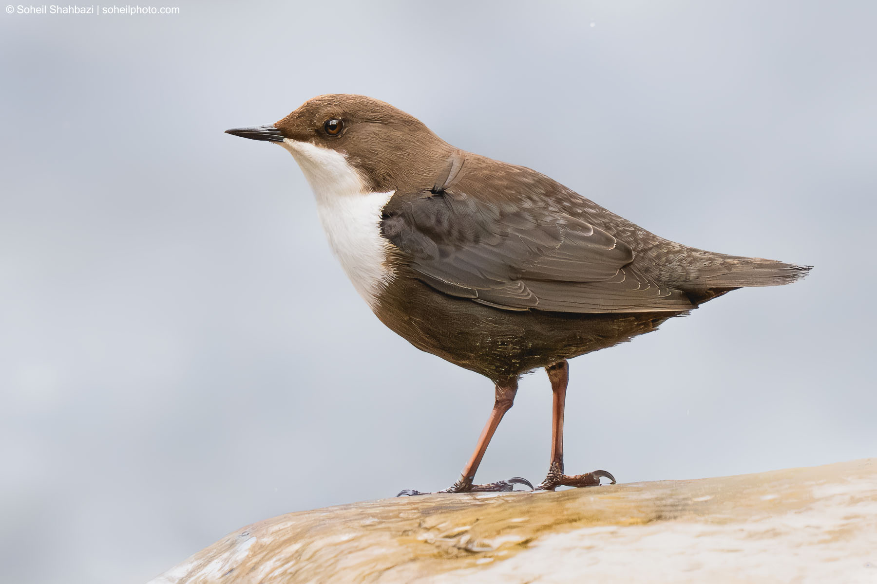 White throated Dipper