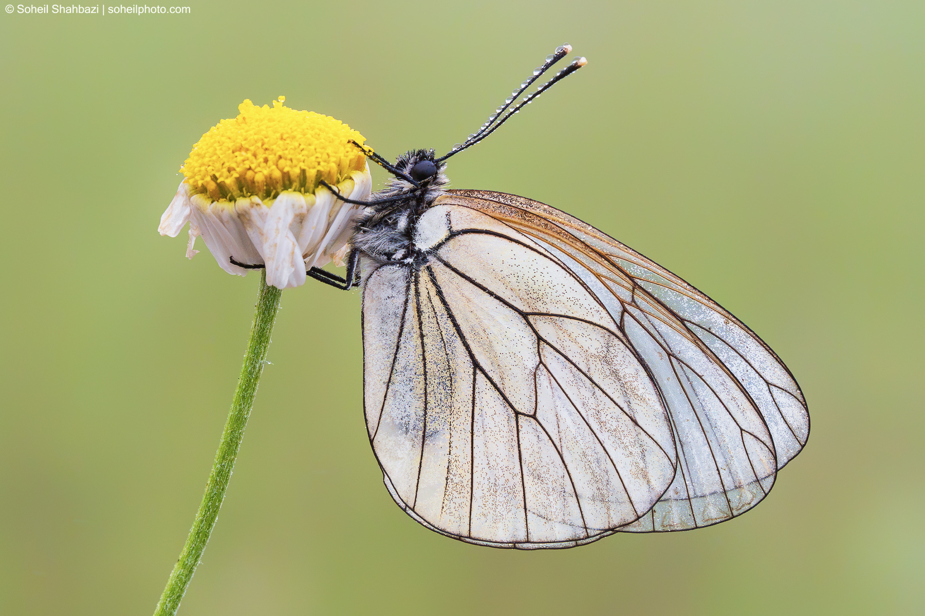 Black veined white butterfly