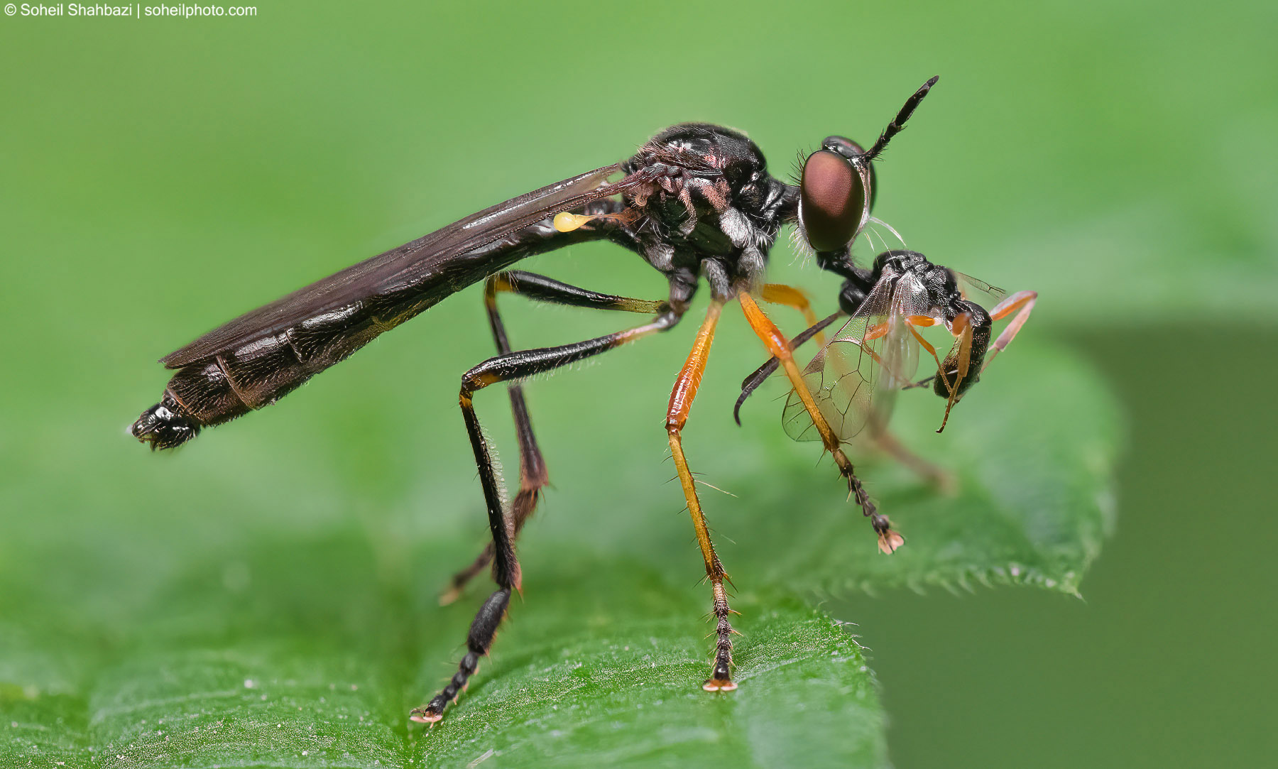 Robber fly hunting