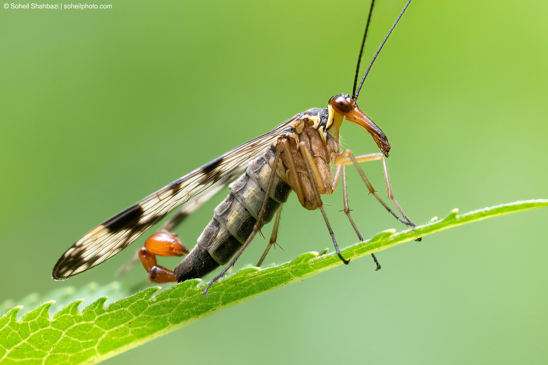 Scorpion fly