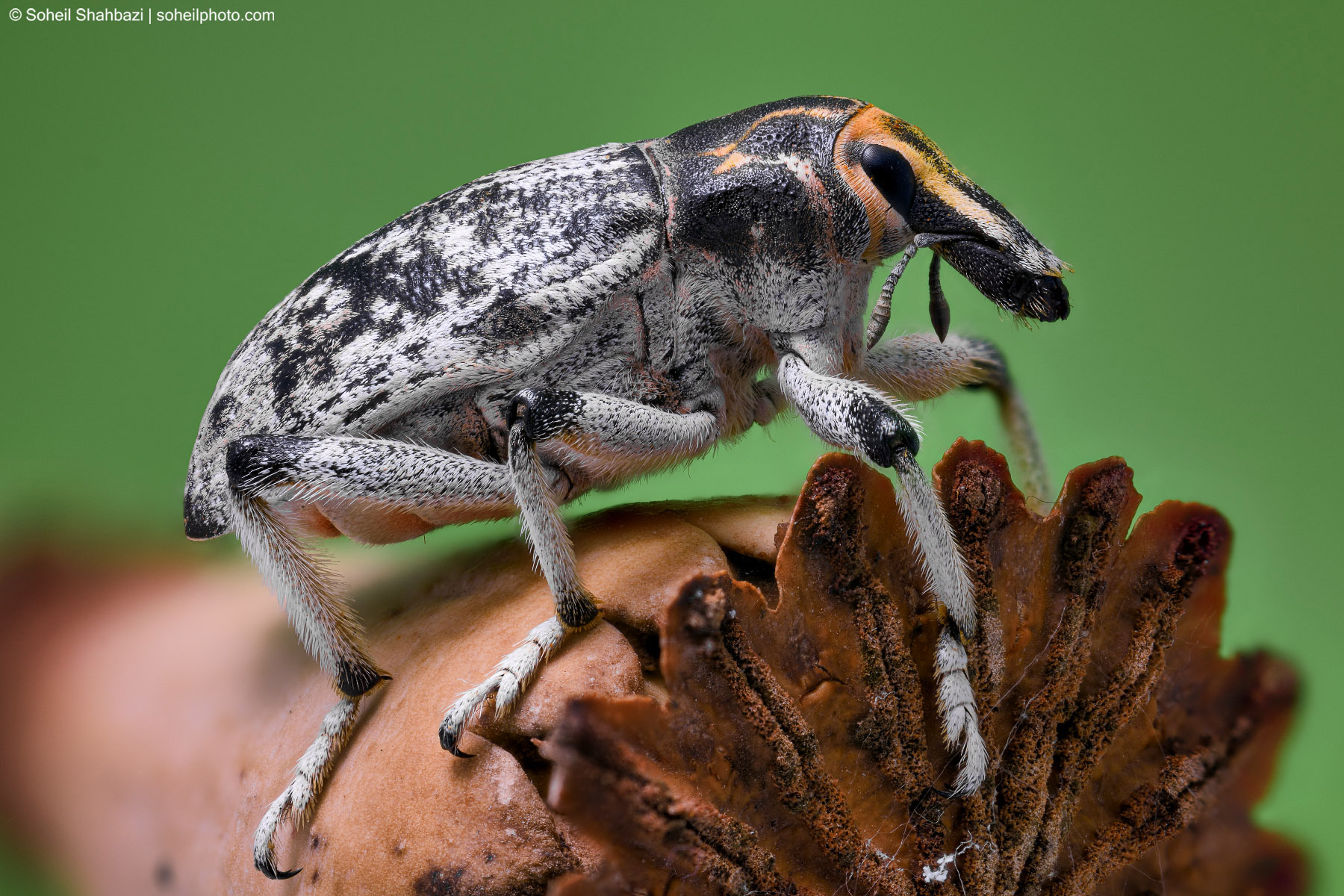 Weevil