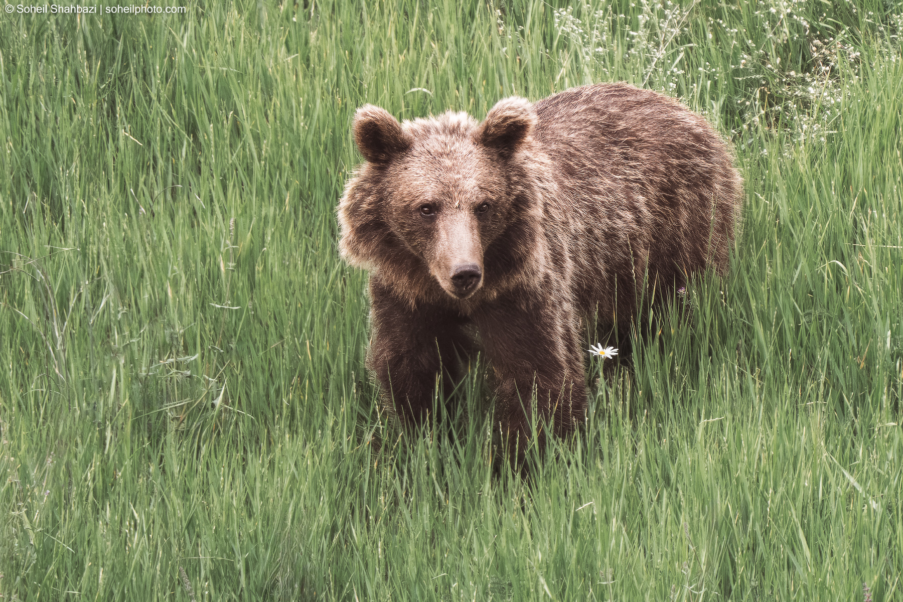 Brown bear