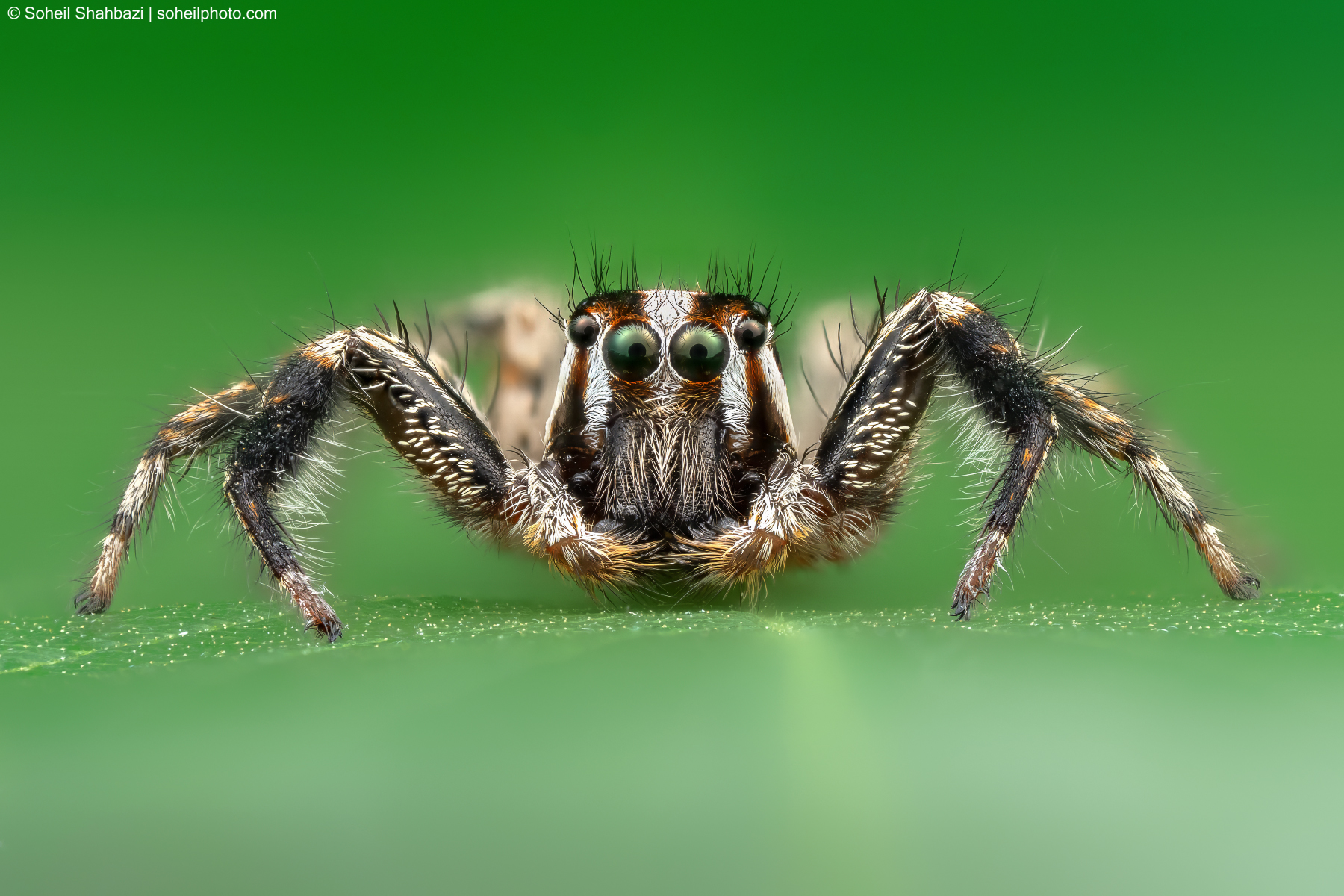 Plexippus