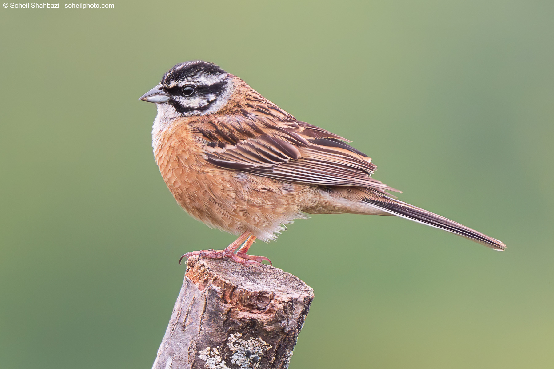 Rock bunting